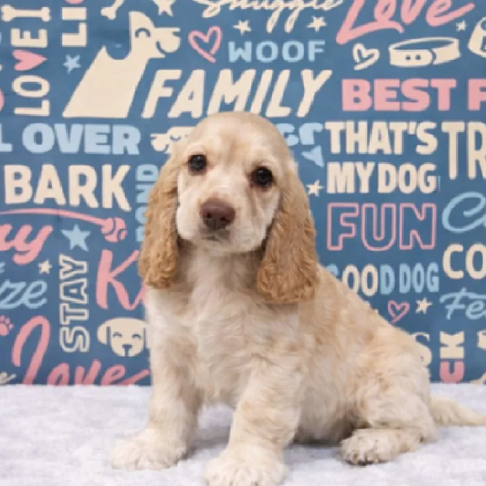 Female Cocker Spaniel Puppy for Sale in Duluth, GA