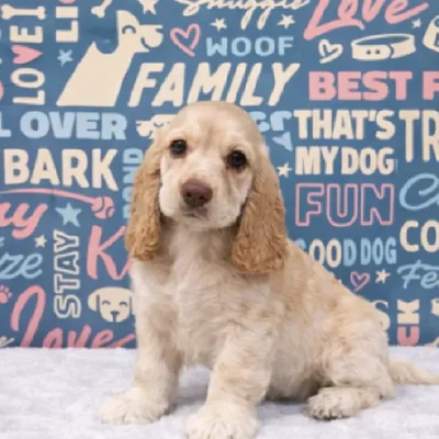 Female Cocker Spaniel Puppy for Sale in Duluth, GA