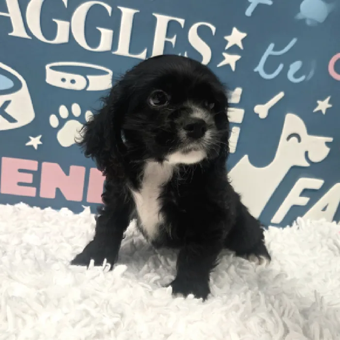 Male Cocker Spaniel Puppy for Sale in Duluth, GA