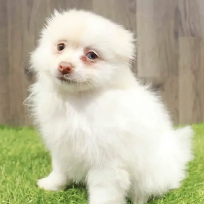 Female Pomeranian Puppy for Sale in Duluth, GA