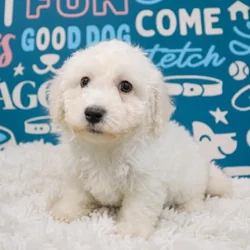 Female Bichon puppy named Lilly for sale at Waggles Puppy Boutique - Duluth.