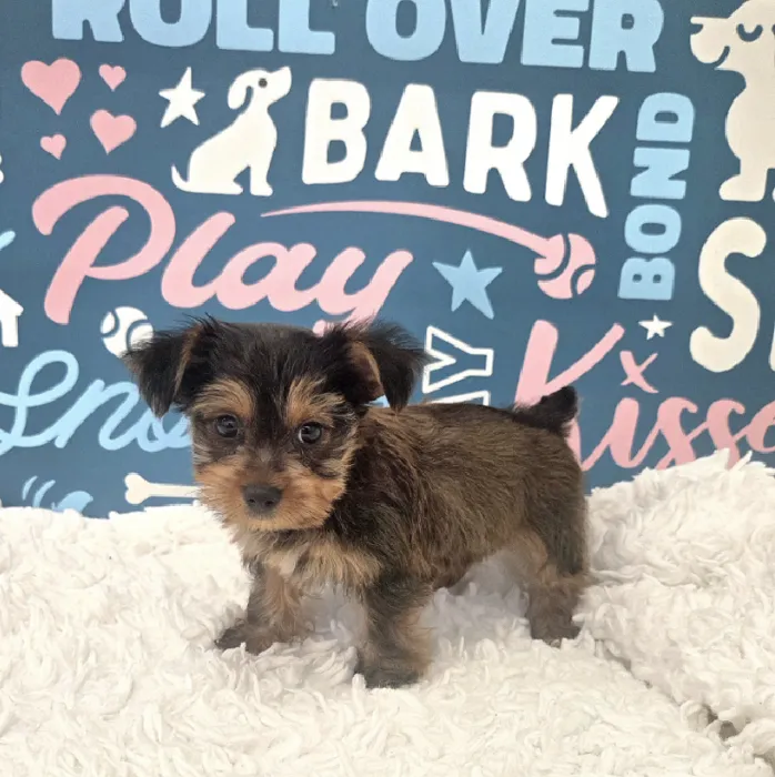 Female Yorkie Puppy for Sale in Duluth, GA