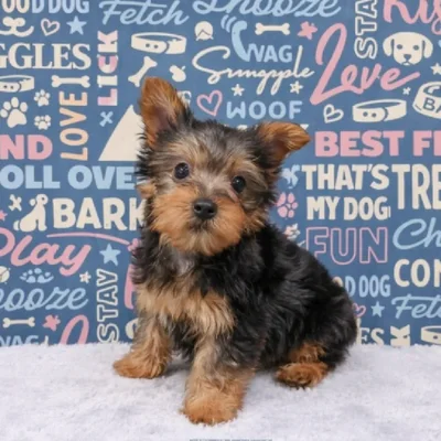 Female Silky Terrier Puppy for Sale in Duluth, GA