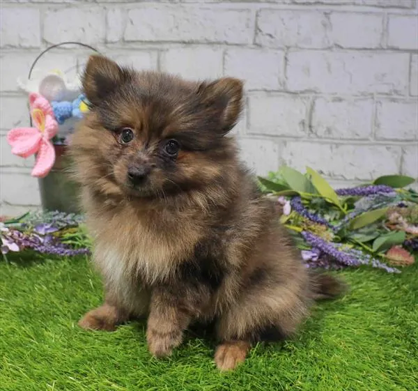 Male Pomeranian puppy named Remy for sale at Waggles Puppy Boutique - Duluth.