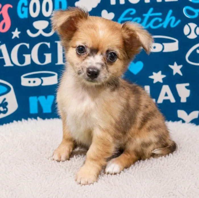 Female Chihuahua puppy named Mini for sale at Waggles Puppy Boutique - Duluth.