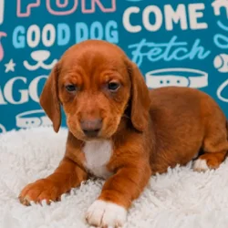 Male Dachshund puppy named Jett for sale at Waggles Puppy Boutique - Duluth.