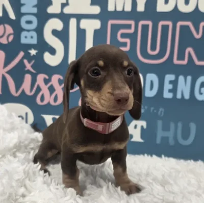 Female Dachshund Puppy for Sale in Duluth, GA