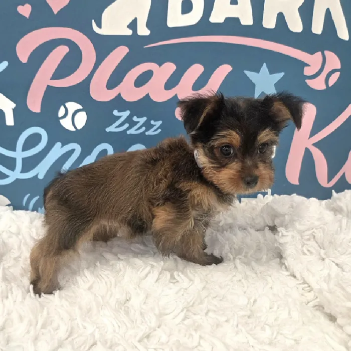 Female Yorkie Puppy for Sale in Duluth, GA