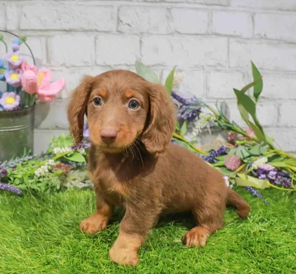 Male Dachshund puppy for sale at Waggles Puppy Boutique - Duluth.