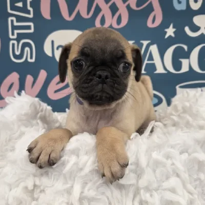 Male Pug Puppy for Sale in Duluth, GA