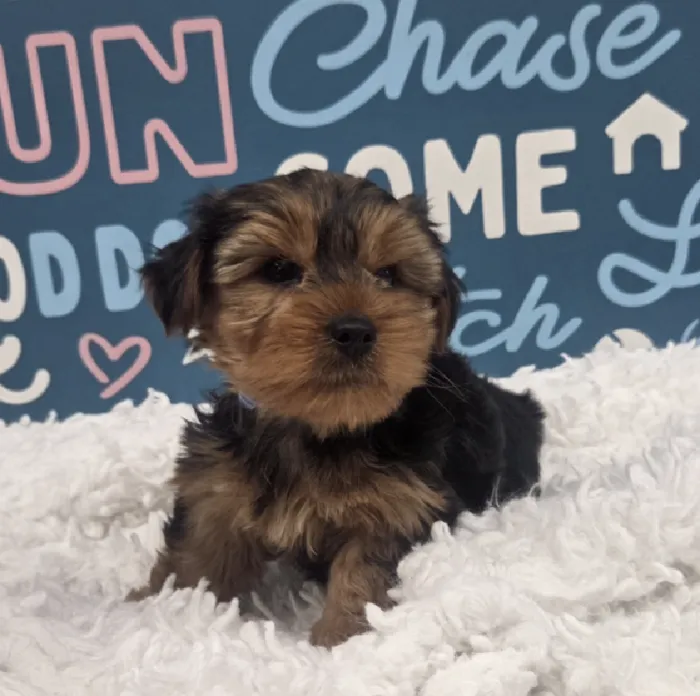 Male Yorkie Puppy for Sale in Duluth, GA