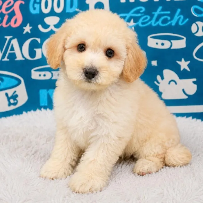 Female Mini Goldendoodle 2Nd Gen puppy named Bella for sale at Waggles Puppy Boutique - Duluth.
