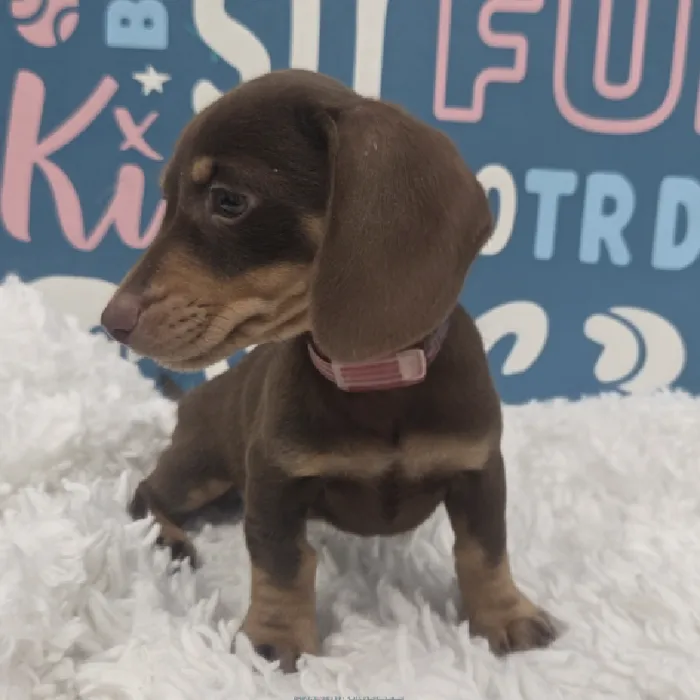 Female Dachshund Puppy for Sale in Duluth, GA