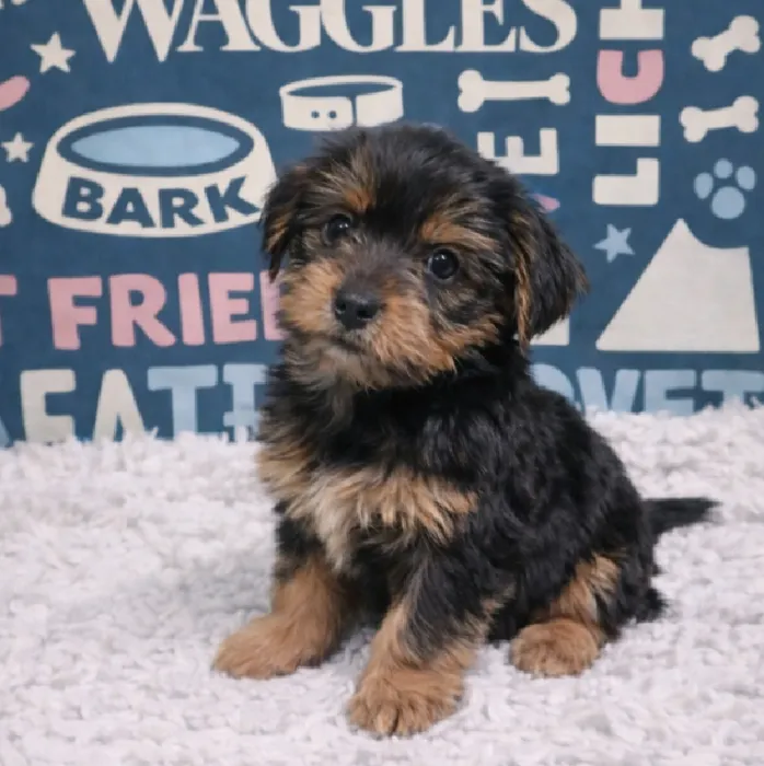 Male Yorkie Puppy for Sale in Duluth, GA