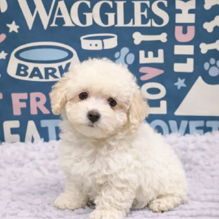 Male Mini Poodle Puppy for Sale in Duluth, GA