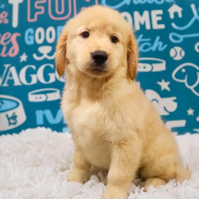 Male Golden Retriever puppy named Comet for sale at Waggles Puppy Boutique - Duluth.