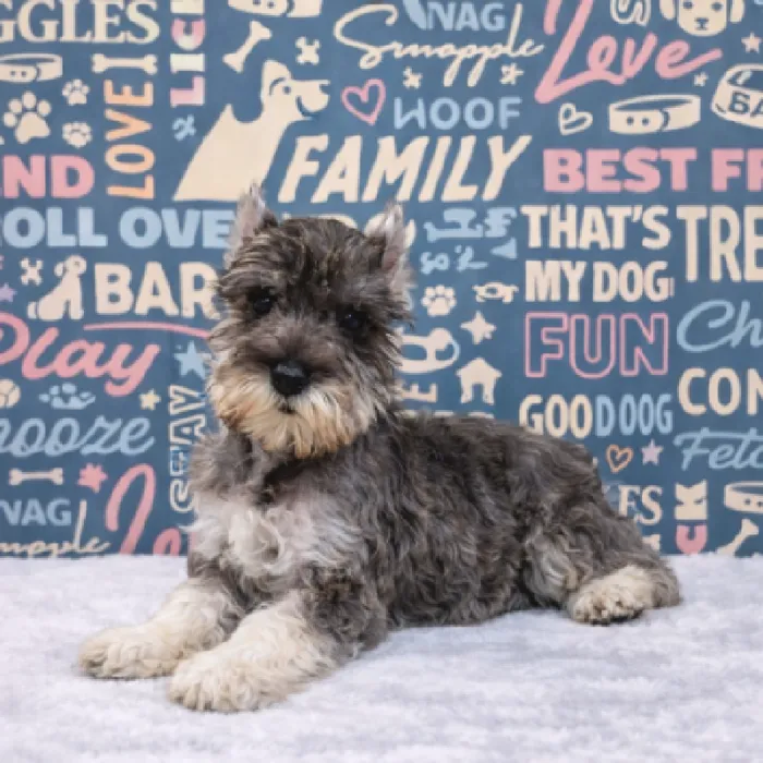 Female Mini Schnauzer Puppy for Sale in Duluth, GA