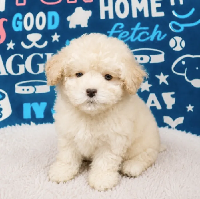 Male Maltipoo puppy named Koby for sale at Waggles Puppy Boutique - Duluth.