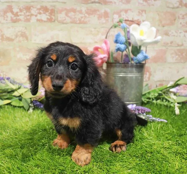 Male Dachshund puppy for sale at Waggles Puppy Boutique - Duluth.