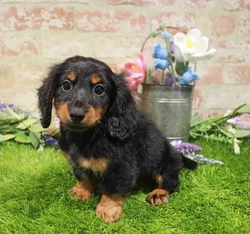 Male Dachshund puppy for sale at Waggles Puppy Boutique - Duluth.