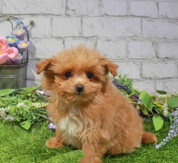 Male Pom-A-Poo puppy named Scotty for sale at Waggles Puppy Boutique - Duluth.
