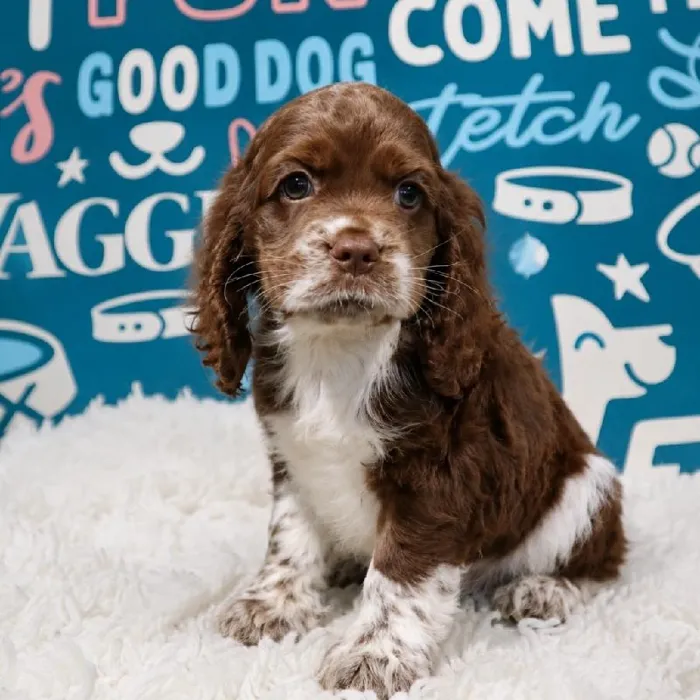 Female Cocker Spaniel puppy named Lucy for sale at Waggles Puppy Boutique - Duluth.