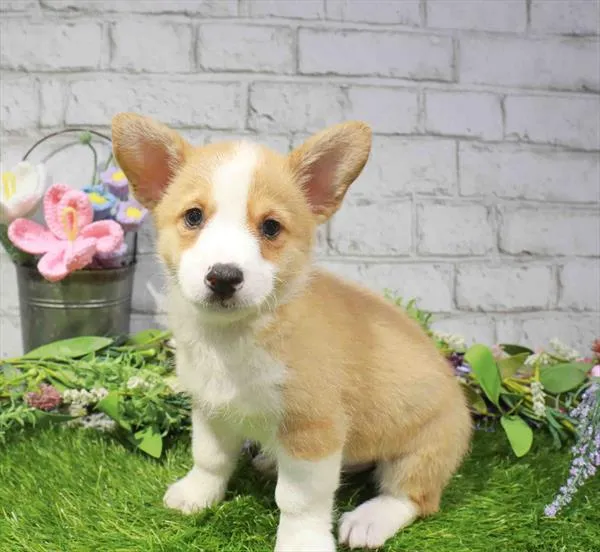 Male Pembroke Welsh Corgi puppy named Cowboy for sale at Waggles Puppy Boutique - Duluth.
