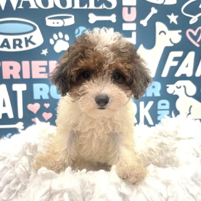 Female Poodle Puppy for Sale in Duluth, GA