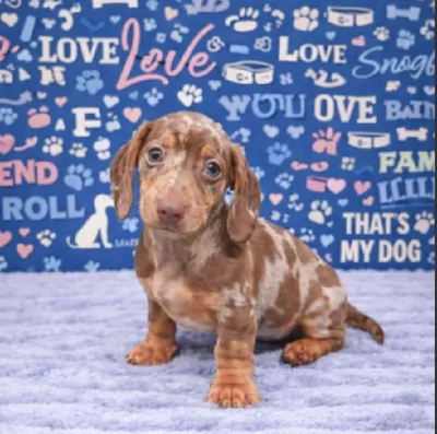 Male Dachshund Puppy for Sale in Duluth, GA