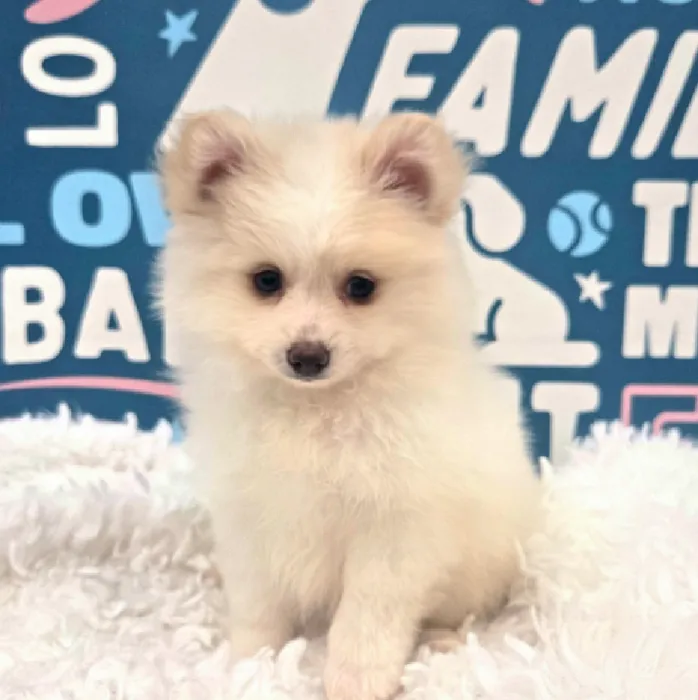 Male Pomeranian Puppy for Sale in Duluth, GA