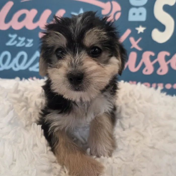 Male Morkie Puppy for Sale in Duluth, GA