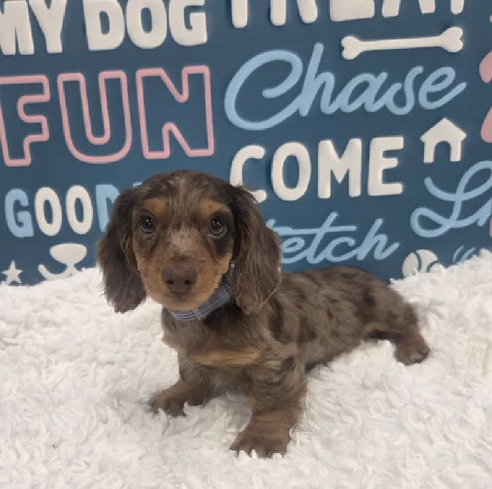 Male Dachshund Puppy for Sale in Duluth, GA