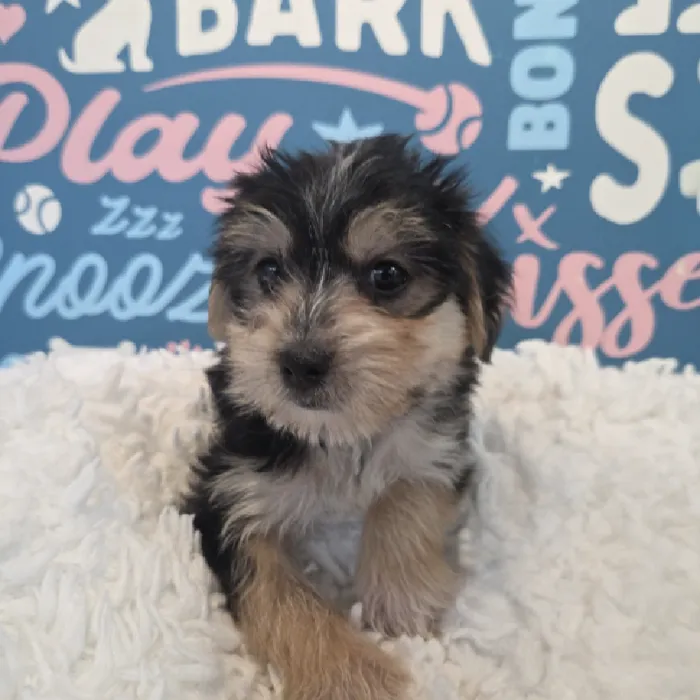 Male Morkie Puppy for Sale in Duluth, GA