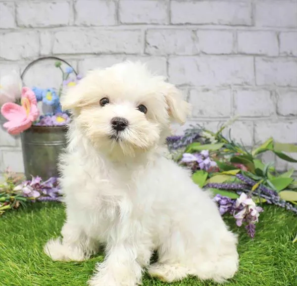 Female Maltese puppy named Charlie for sale at Waggles Puppy Boutique - Duluth.