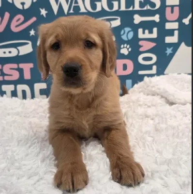 Female Golden Retriever Puppy for Sale in Duluth, GA