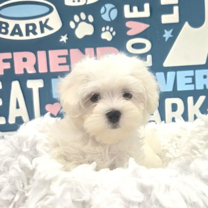 Male Maltese Puppy for Sale in Duluth, GA