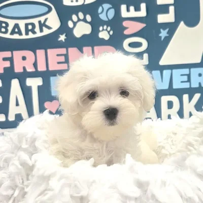 Male Maltese Puppy for Sale in Duluth, GA
