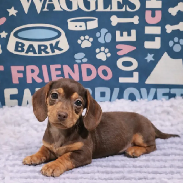 Male Mini Dachshund Puppy for Sale in Duluth, GA