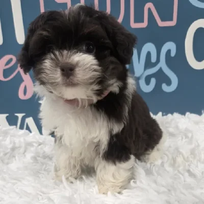 Female Havanese Puppy for Sale in Duluth, GA