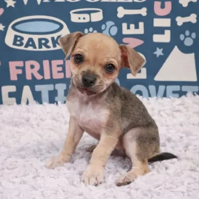 Male Chihuahua Puppy for Sale in Duluth, GA