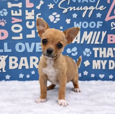 Female Chihuahua Puppy for Sale in Duluth, GA