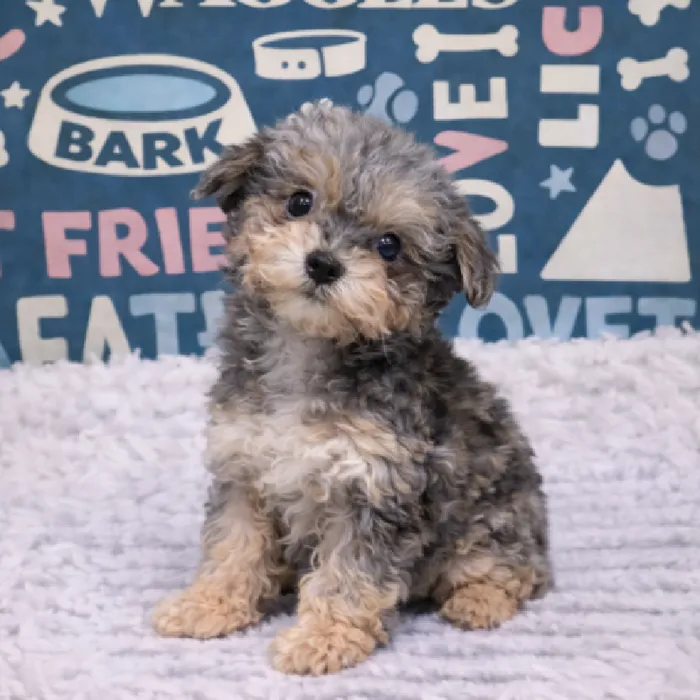 Female Mini Poodle Puppy for Sale in Duluth, GA