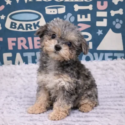 Female Mini Poodle Puppy for Sale in Duluth, GA