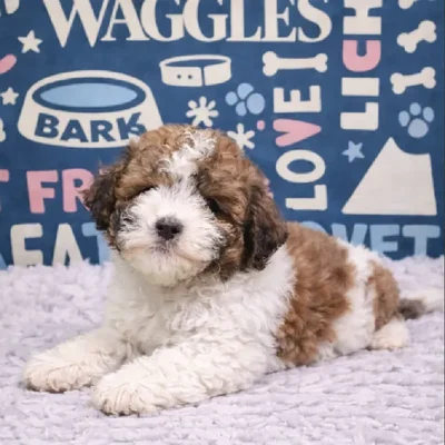 Male Bichon-Poodle Puppy for Sale in Duluth, GA