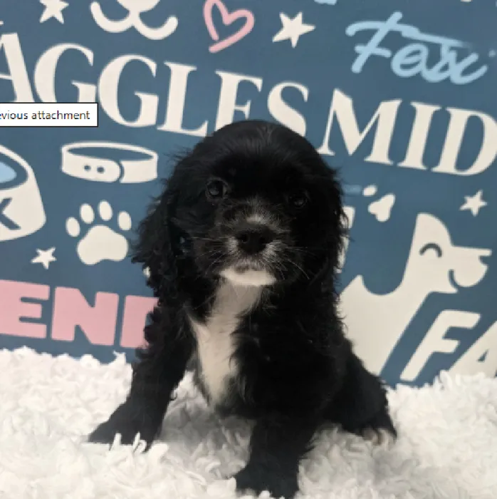 Male Cocker Spaniel Puppy for Sale in Duluth, GA