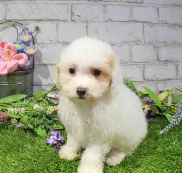 Female Mini Poodle puppy named Lacey for sale at Waggles Puppy Boutique - Duluth.
