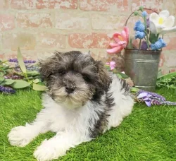 Male Schnoodle puppy for sale at Waggles Puppy Boutique - Duluth.