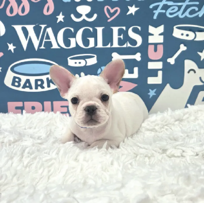 Male French Bulldog Puppy for Sale in Duluth, GA