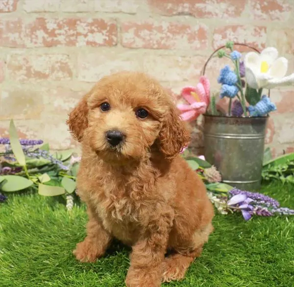 Female Poodle puppy for sale at Waggles Puppy Boutique - Duluth.