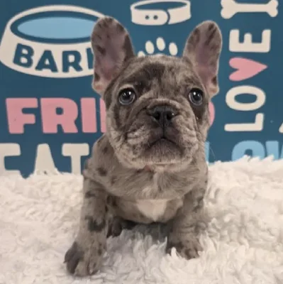 Female French Bulldog Puppy for Sale in Duluth, GA